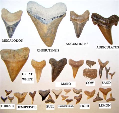 shark tooth identification guide